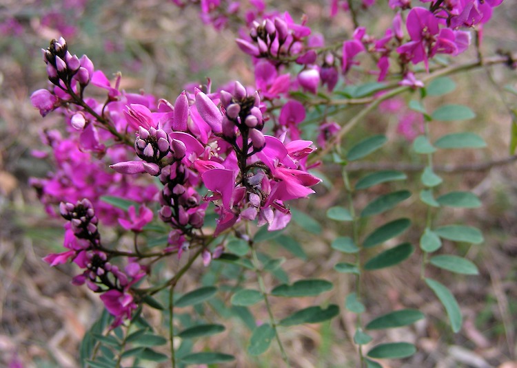 20090822-10-15-13-top-creek--indigofera-australis