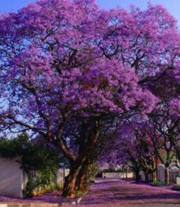 50-SEEDS-Chinese-Crape-Myrtle-Lagerstroemia-indica-Tree-Seeds-bonsai-flower-Seeds-Free-shipping