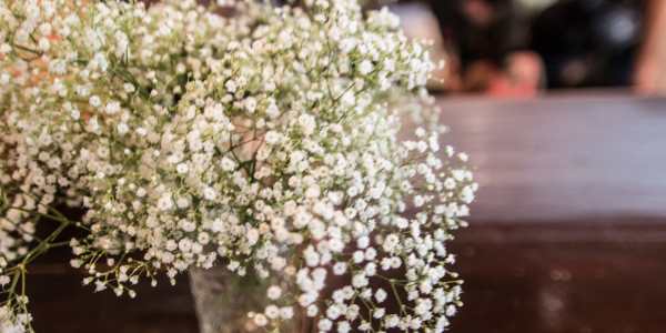 Baby's breath - Hypoallergenic Flowers That Bloom in Spring