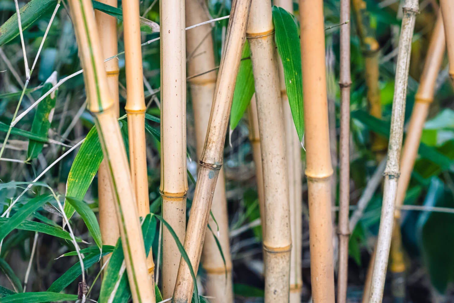 Bamboo hedge plant for blocking noise