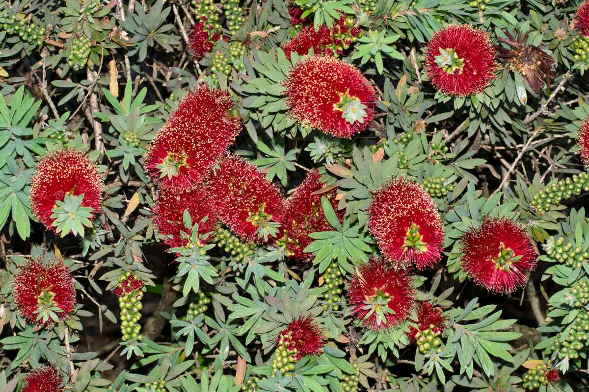 Bottlebrush hedge plant for blocking noise