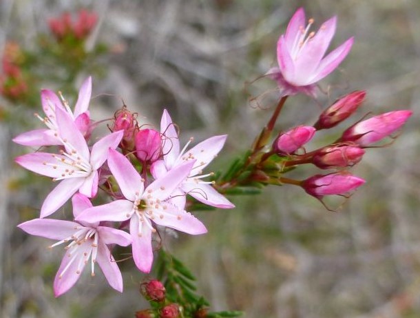 Calytrix tetragona Mt Boothby CP1