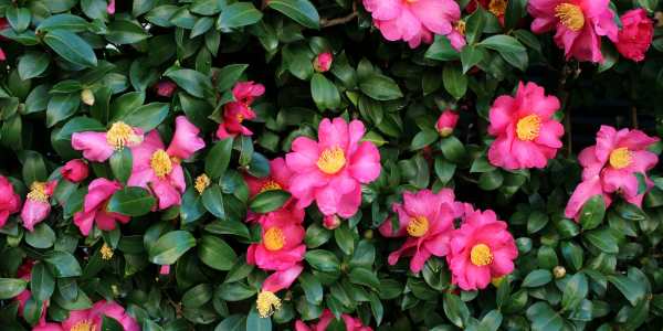 Camellias - Hypoallergenic Flowers That Bloom in Spring