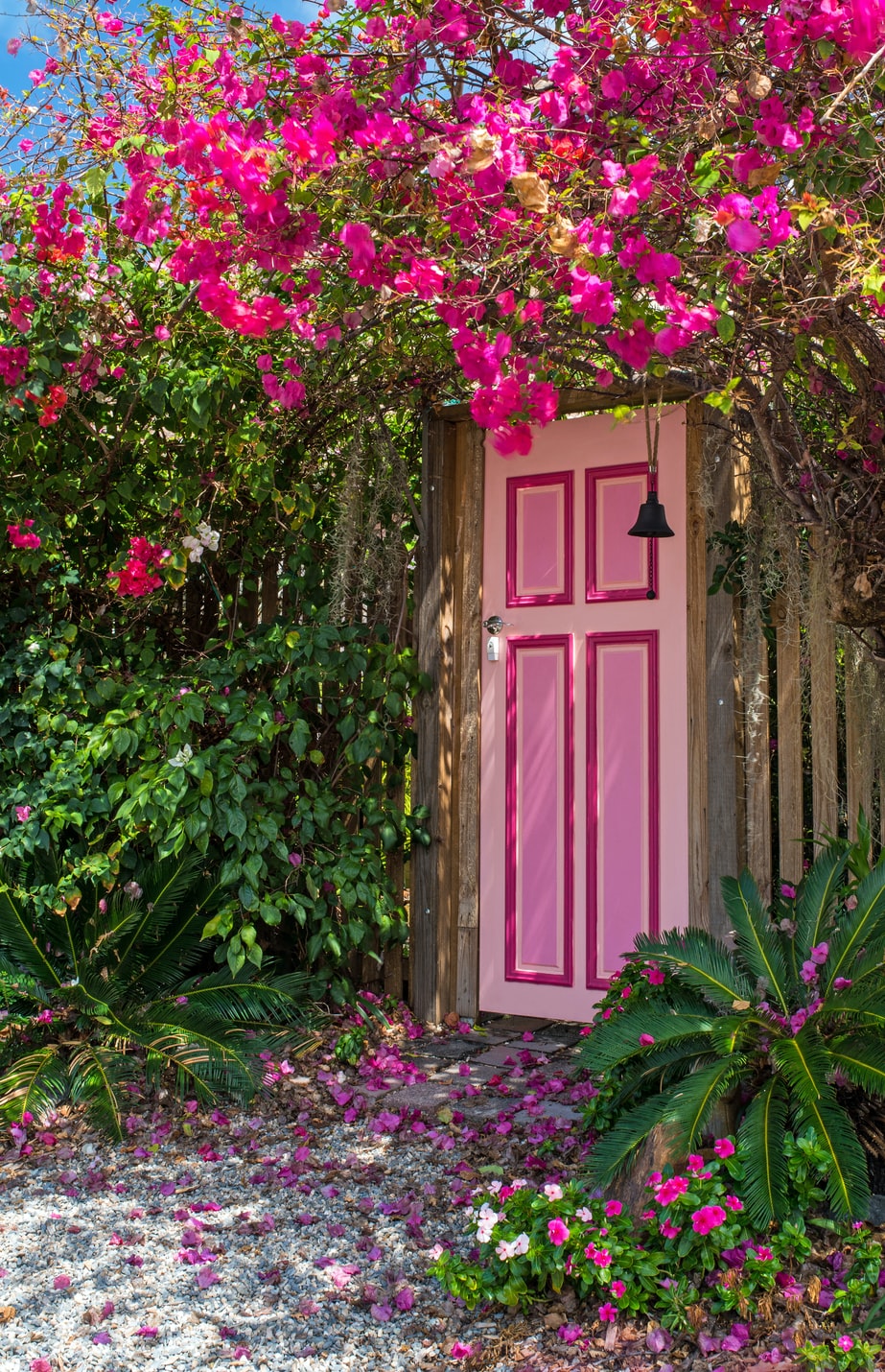 Bougainvillea growing above a pink doorway