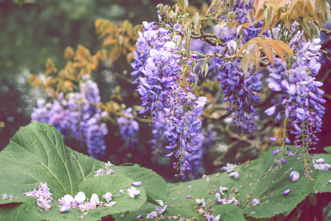 Wisteria in bloom above some big, green leaves