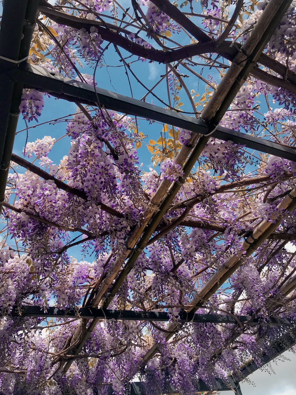 Wisteria growing on an overhead lattice