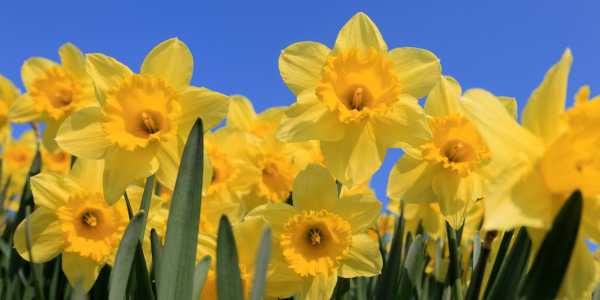 Daffodils - Hypoallergenic Flowers That Bloom in Spring