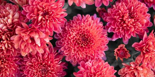 Dahlias - Hypoallergenic Flowers That Bloom in Spring