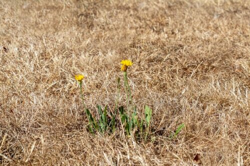 Why your lawn is dying