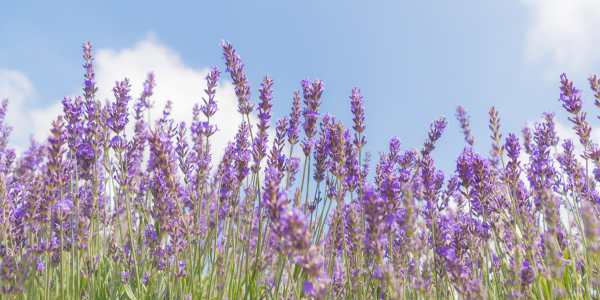 English Lavendar - Hypoallergenic Flowers That Bloom in Spring