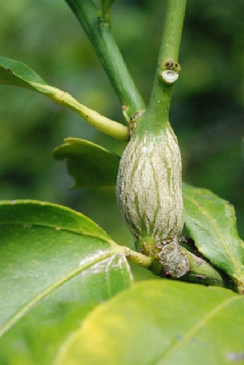 Fresh gall on citrus tree caused by citrus gall wasp larvae2