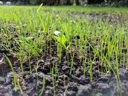 Top tips for growing lawn from seed