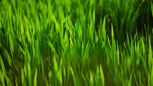 6 Popular Australian Lawns & Grasses