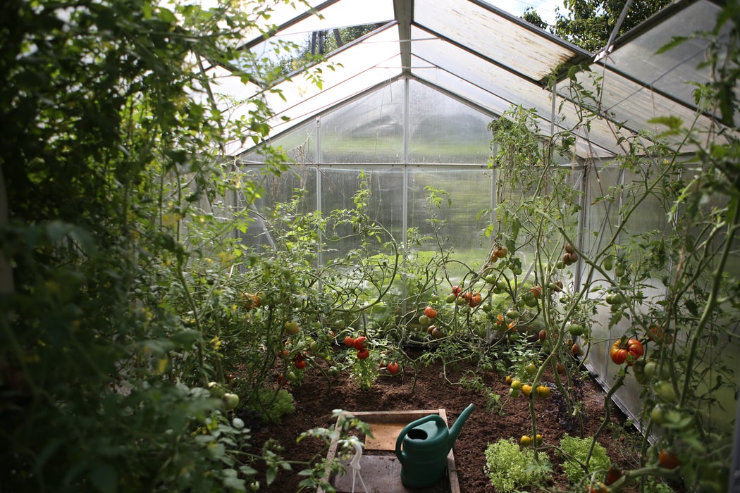 Tomatoes inside Greenhouse