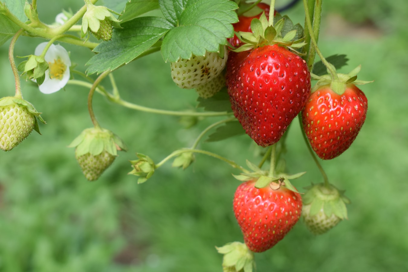 Growing Strawberries