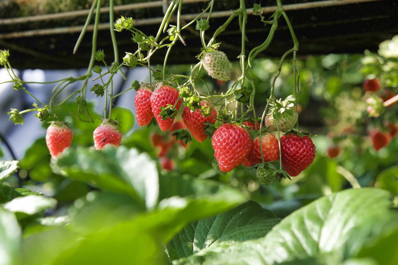 Strawberries growing