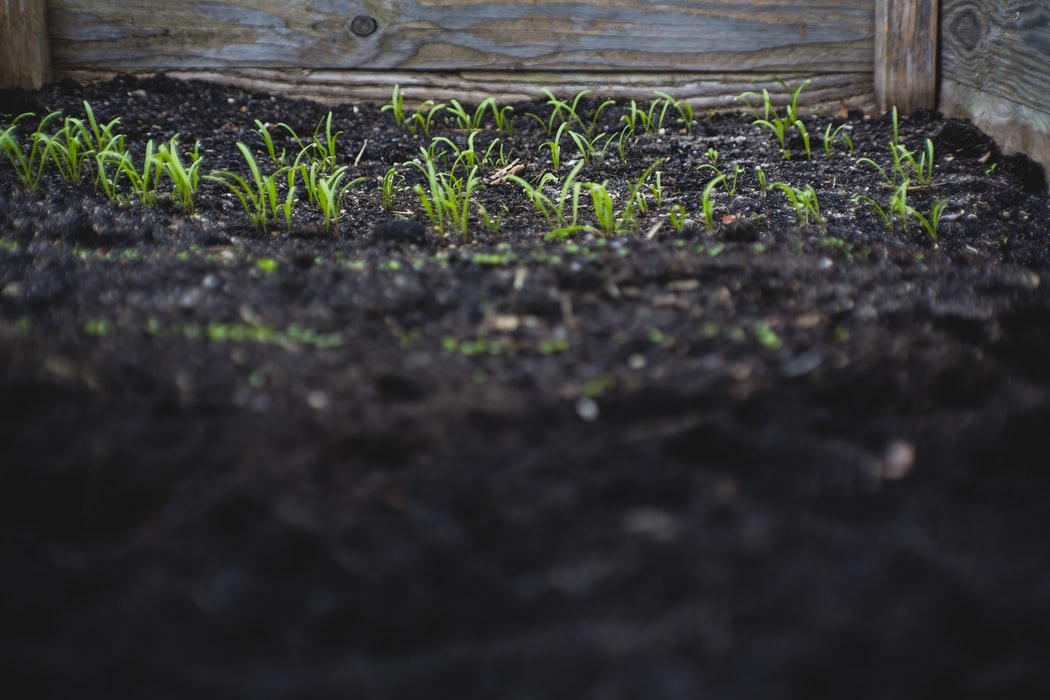 Soil with plants sprouting