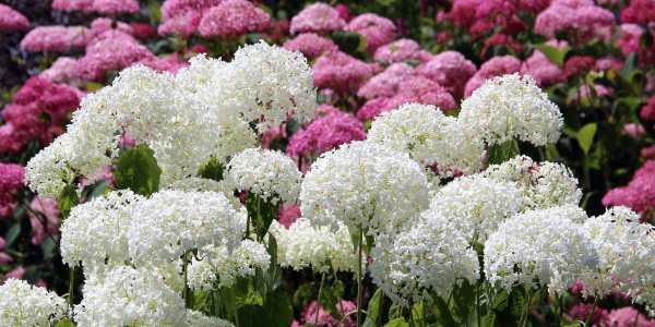 Hydrangeas - Hypoallergenic Flowers That Bloom in Spring