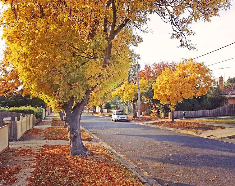 Golden Ash Tree