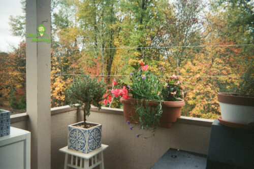 Best Balcony Gardening Ideas