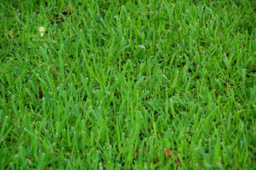 Can You Grow Buffalo Grass from Seed?