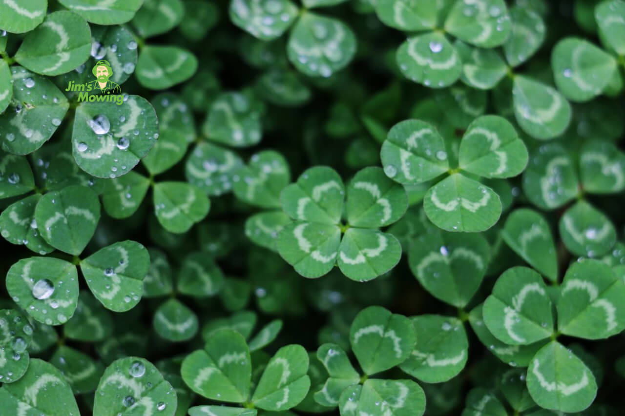 clover in lawn