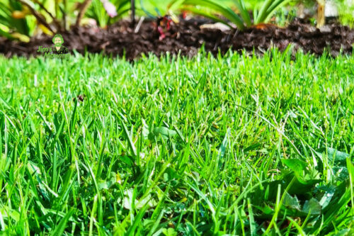 Common Lawn Mowing Mistakes