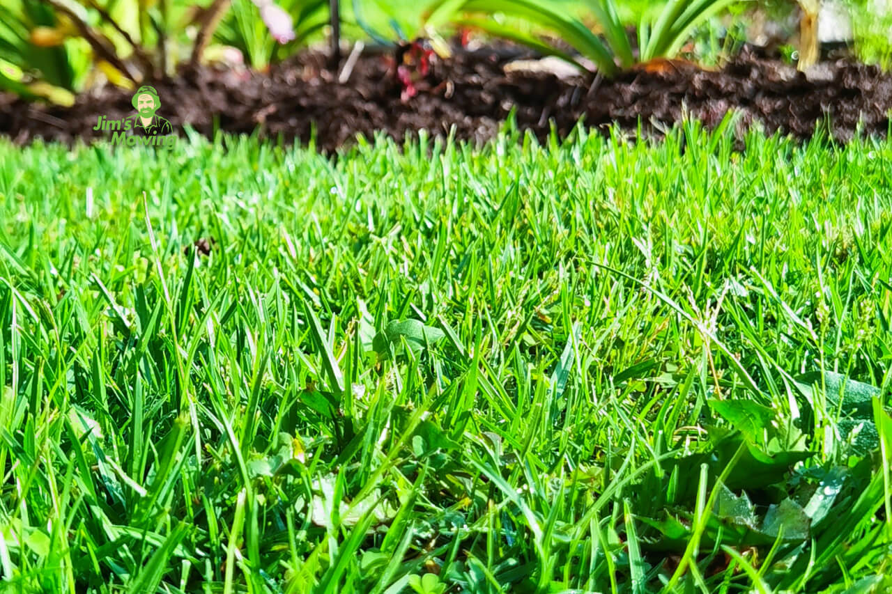 garden lawn