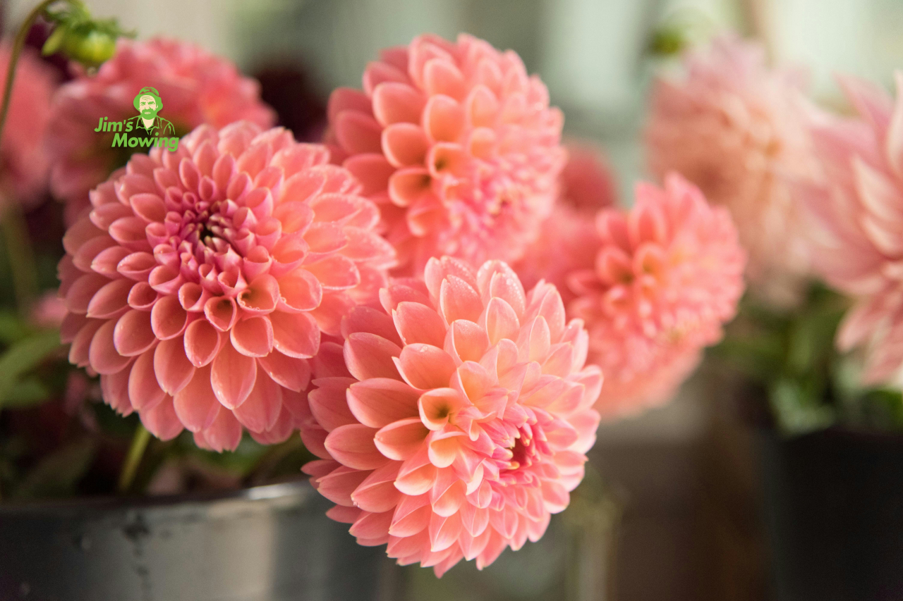 Close Up Pink Dahlia Flowers