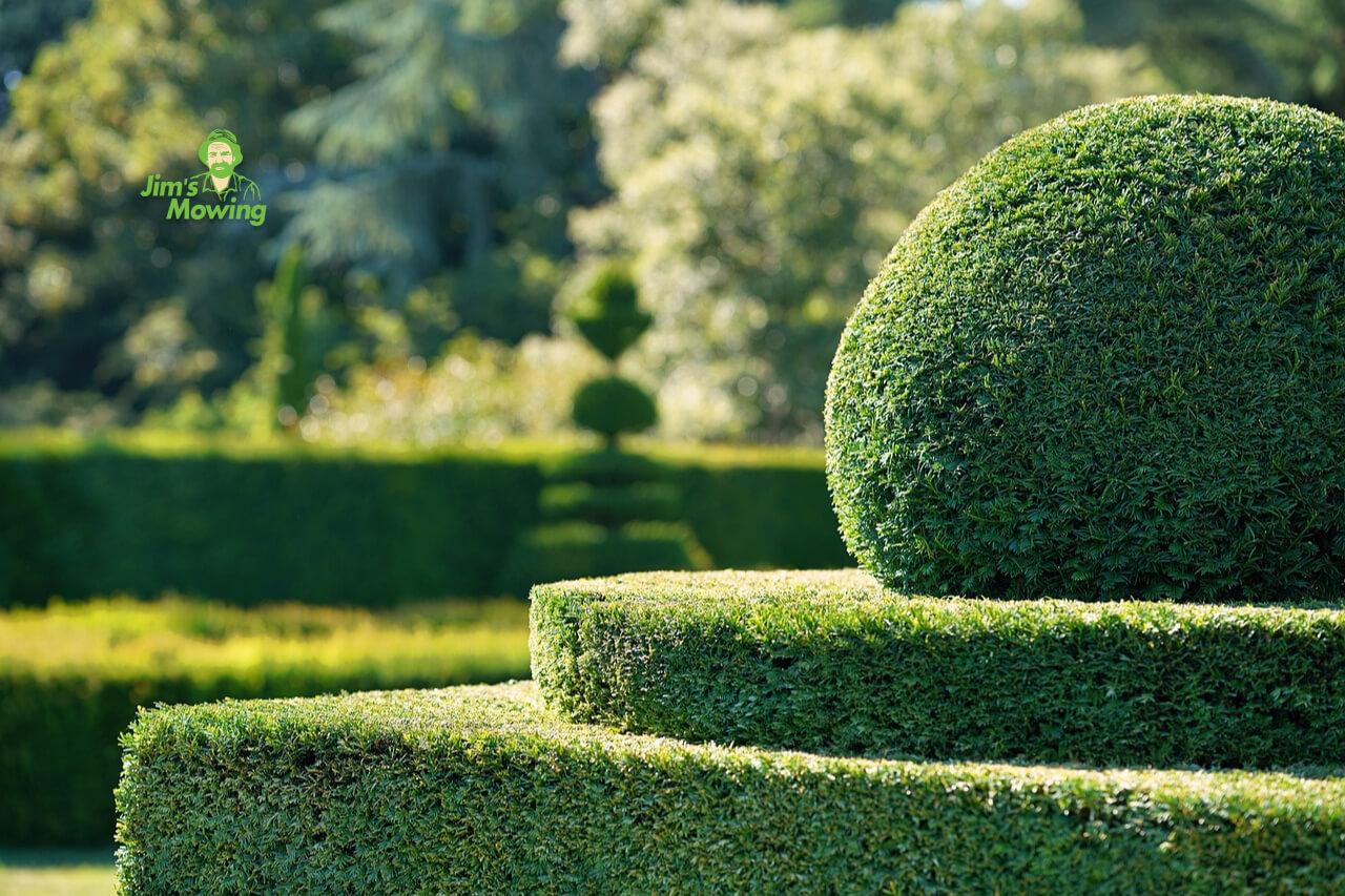 garden hedge