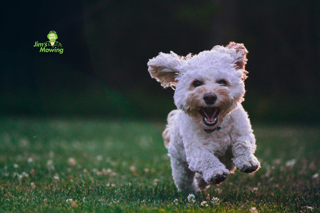 happy dog