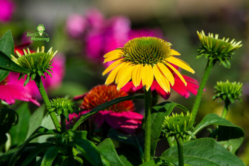 Low-Maintenance Plants