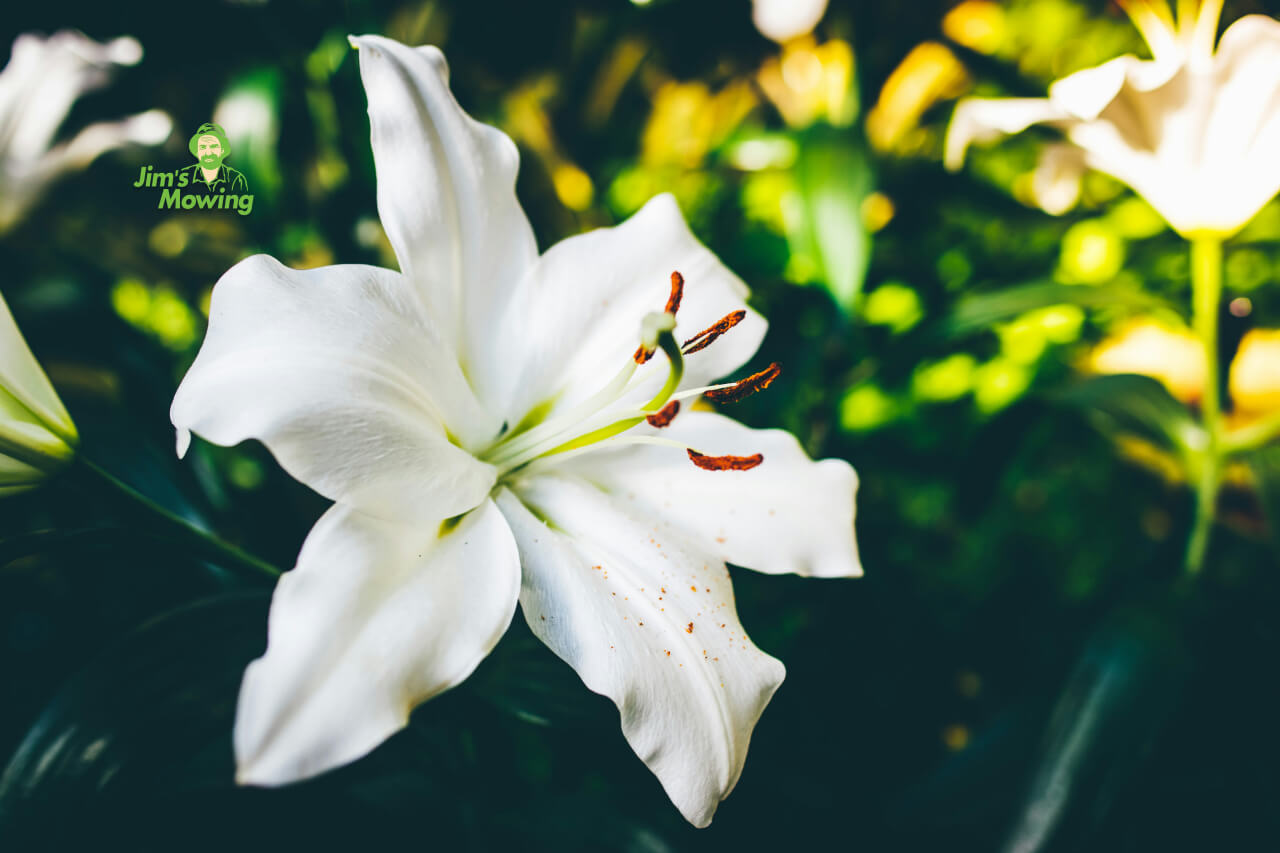 white asiatic lily flower