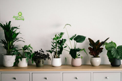 How to Revive a Dying Houseplant