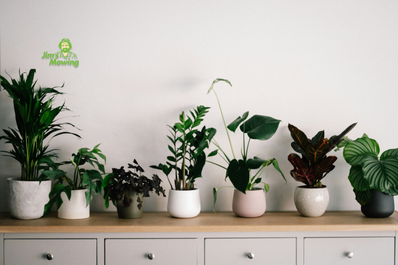 house plants