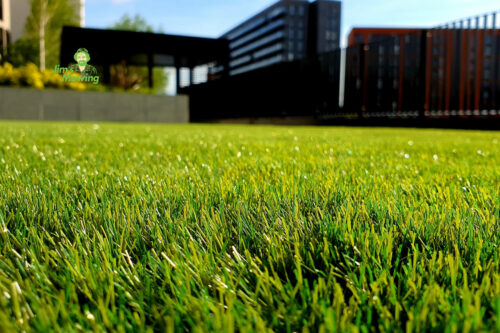 Best Grass Species for Shady Gardens