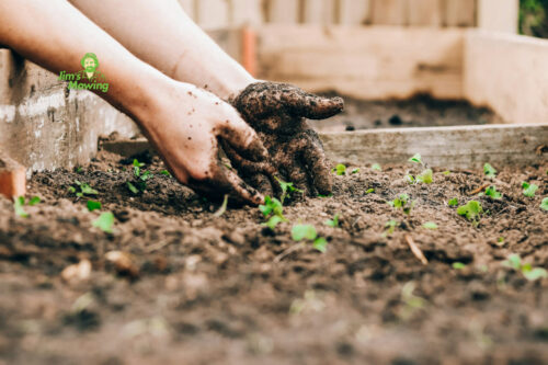 Starting a Garden from Seeds