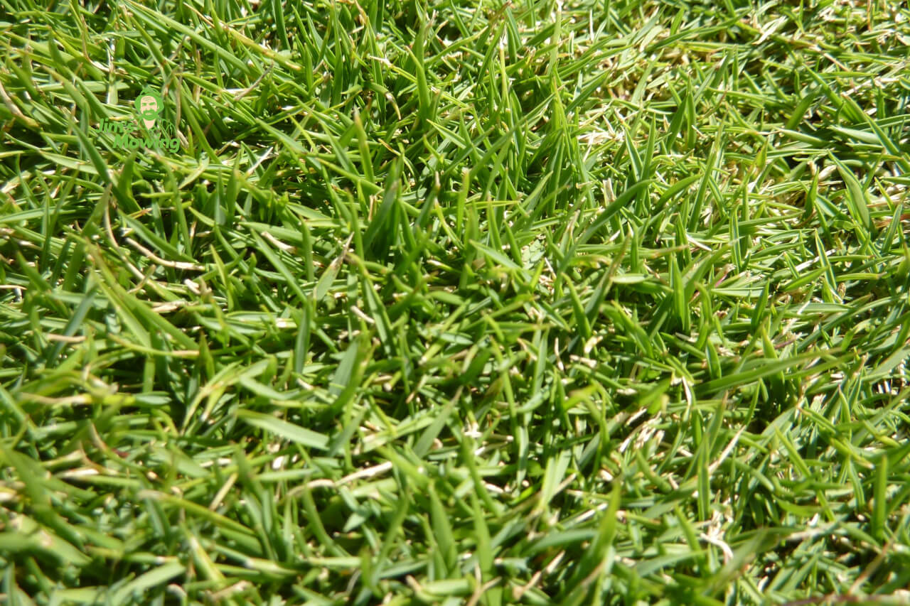 Zoysia Tenuifoli foliage