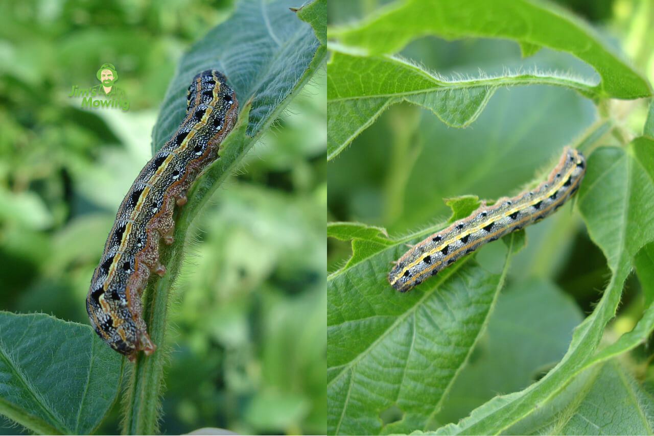 armyworm