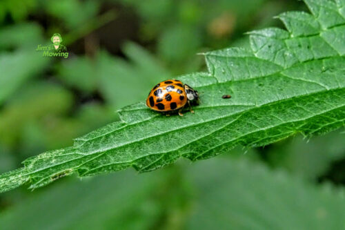 Beneficial Insects for the Garden