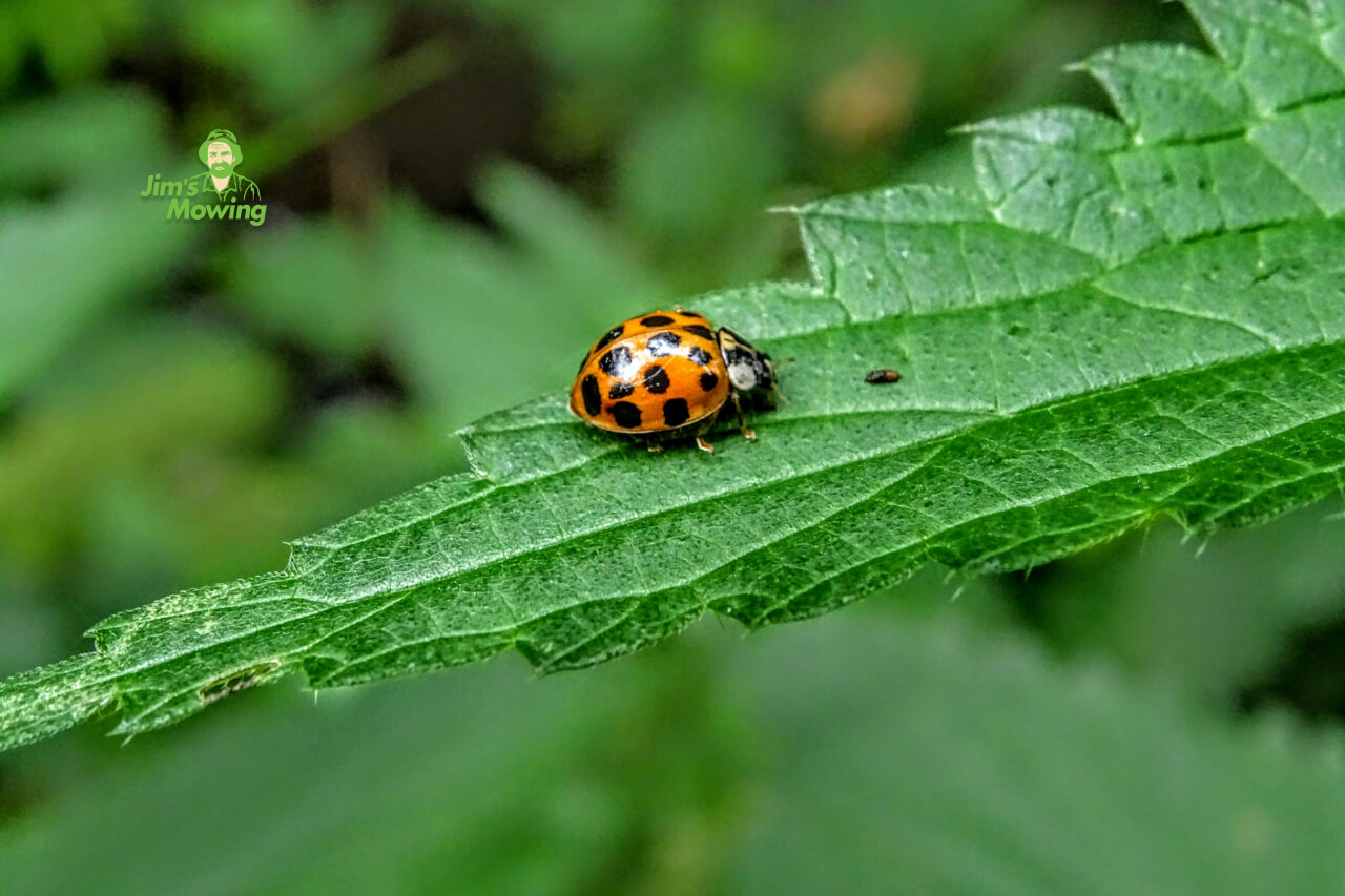 ladybug on a leaf