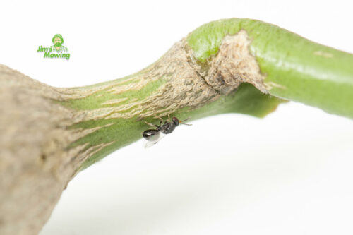 Controlling Citrus Gall Wasps in Your Garden