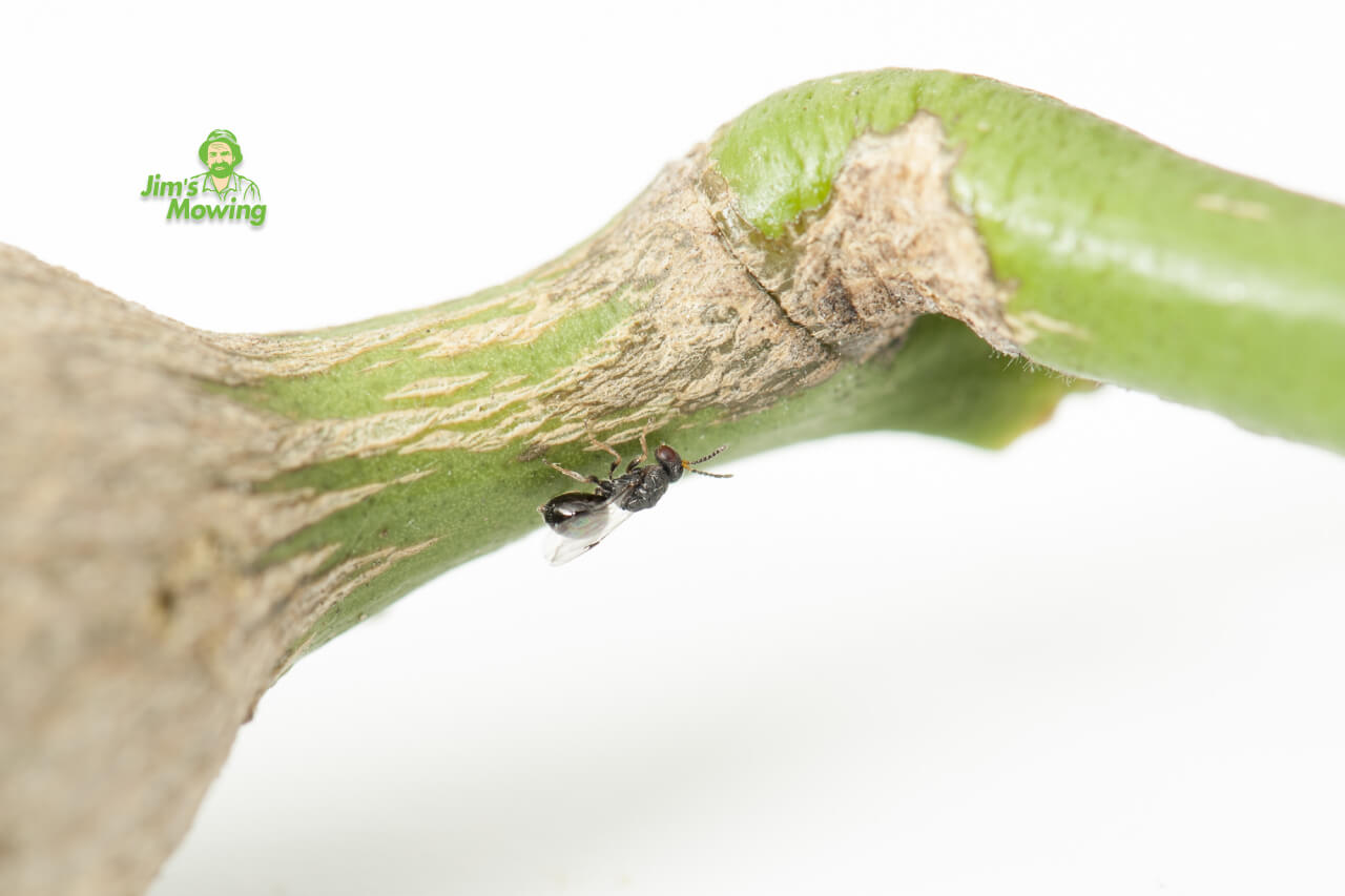 citrus gall wasp on stem