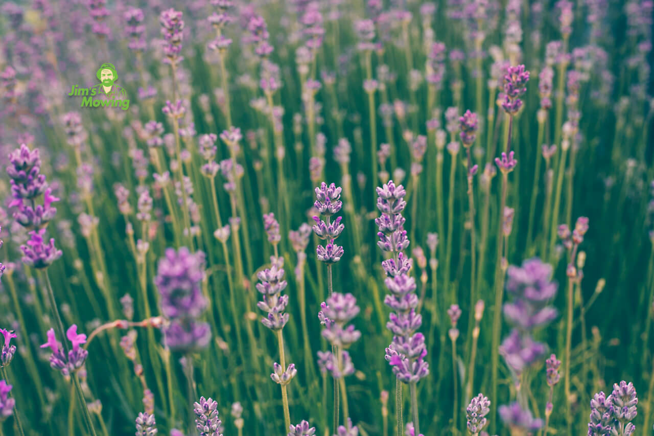 lavender flower field during daytime