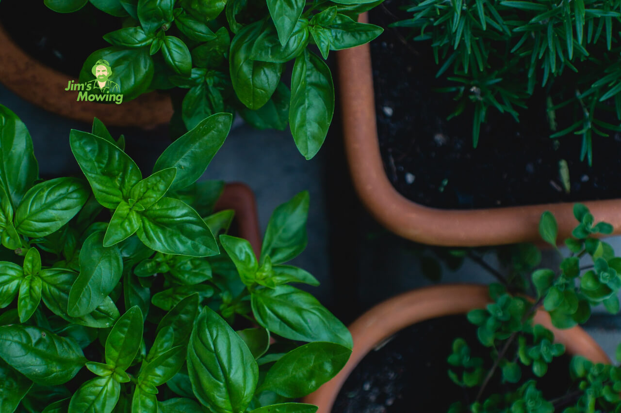 herb garden