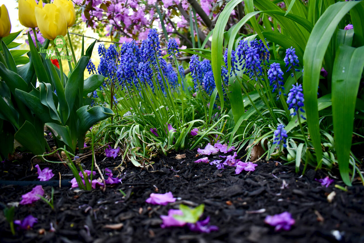 garden with mulch