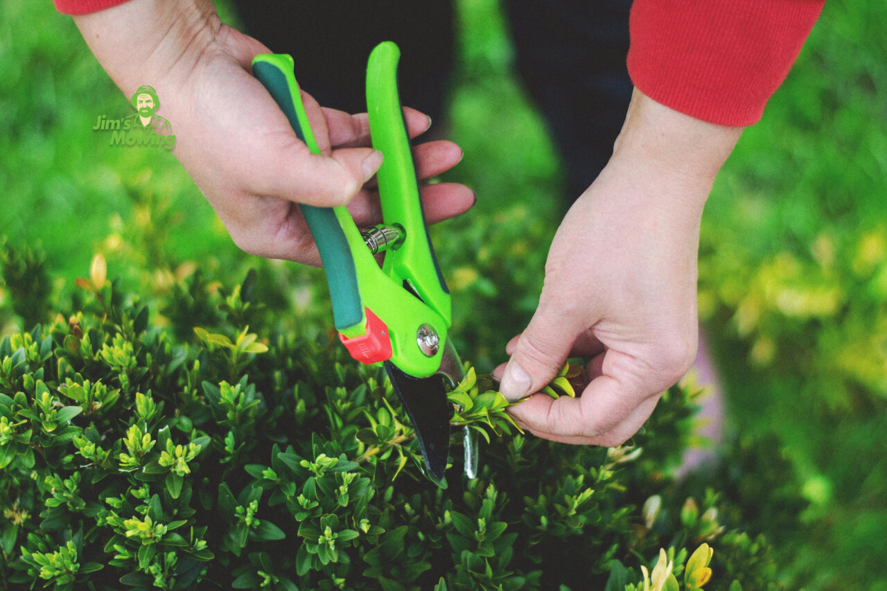 pruning plant