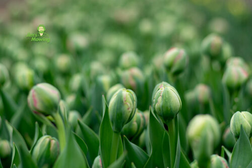 Storing Bulbs for Winter