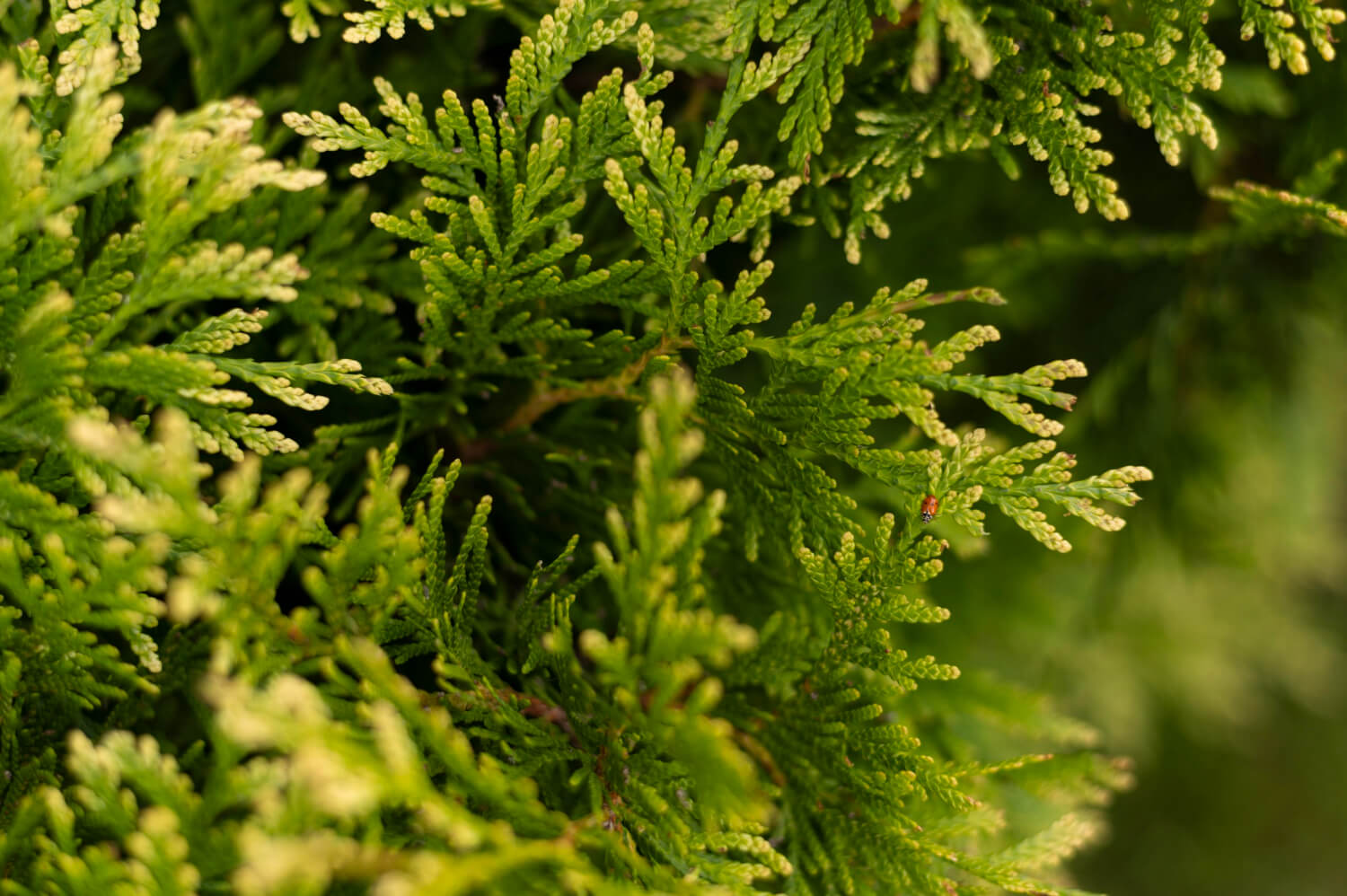 Juniper hedge plant for blocking noise