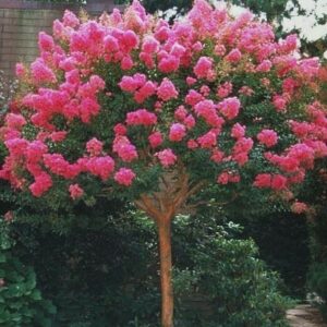 Lagerstroemia-indica-Bergerac-Crepe-Myrtle